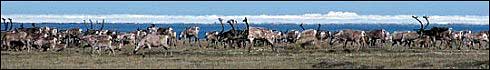 Caribou herd ANWR