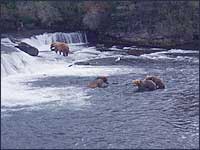Brooks Falls bear viewing