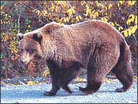 Denali Grizzly Bear