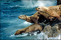 Steller Sea Lions