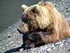 Bear Viewing Great Alaska Camp