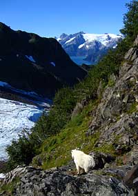 Mountain Goat Glacier