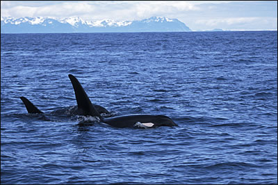 Orca Whales, Kenai Fjords National Park