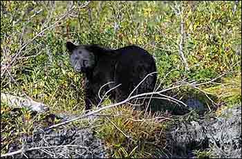 Bear Glacier Black Bear - Bear Glacier Wilderness Retreat