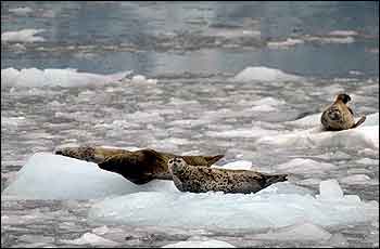 Bear Glacier Harbor Seals