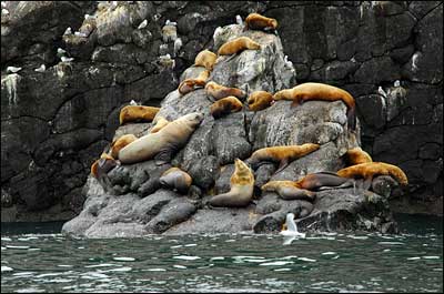 Endangered Steller Sea Lions
